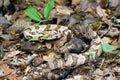 Camouflage Canebrake Timber Rattlesnake Royalty Free Stock Photo