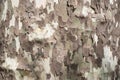 Camouflage colors bark Royalty Free Stock Photo