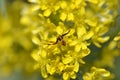 Crab spider camouflage on yellow flower Royalty Free Stock Photo