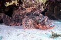 Camouflage fish near coral reef, underwater background