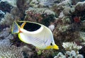 Camouflage fish show on Maldives Royalty Free Stock Photo