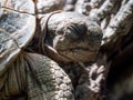 Camouflage of a Greek tortoise