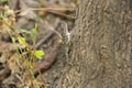 Camouflage: Indian Garden Lizard