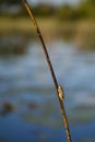 Camouflage: Juvenile Male Painted Reed Frog in Habitat