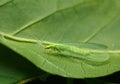 Camouflage lacewing Royalty Free Stock Photo