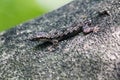 Camouflage lizards on the tree Not to notice easily Royalty Free Stock Photo