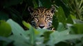 Camouflage male jaguar lurking in forest jungle leaves eyes