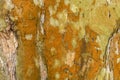 Camouflage pattern of a plane tree Platanus. Rusty platan tree bark texture