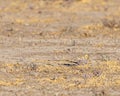 A Camouflage of sand grouse Royalty Free Stock Photo