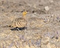A camouflage sand grouse