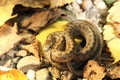 Camouflage of smooth snake on autumn forest ground Royalty Free Stock Photo