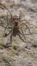 Camouflage Spider Ready For Hunting Royalty Free Stock Photo