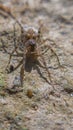 Camouflage Spider Ready For Hunting