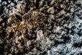 Camouflage Spider Royalty Free Stock Photo