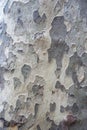 Camouflage tree bark marking pattern background