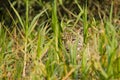 Camouflage: Wild Jaguar Eyes Peering through Tall Grass