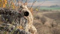 Wildlife photographer in the ghillie suit working Royalty Free Stock Photo