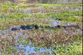 Camouflaged American Alligator In A Swamp