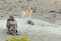 Camouflaged arid desert hunter and hunting dog Royalty Free Stock Photo