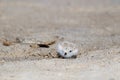 Camouflaged Baby Piping Plover