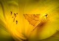 Camouflaged Canary-shouldered Thorn Moth in Daylily