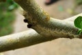 Camouflaged caterpillar on a branch