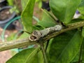 A camouflaged caterpillar Royalty Free Stock Photo