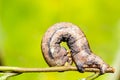 Camouflaged caterpillar of geometrid moth Royalty Free Stock Photo