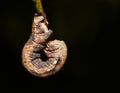 Camouflaged caterpillar of geometrid moth Royalty Free Stock Photo