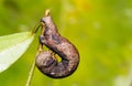 Camouflaged caterpillar of geometrid moth Royalty Free Stock Photo