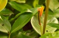 Camouflaged caterpillar on a leaf