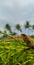 A camouflaged chameleon waits for prey on top of the rice plant