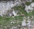 Camouflaged chamois on mountain rocks