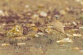 Cream-colored courser (Cursorius cursor) foraging in the arid landscape of Fuerteventura Spain.