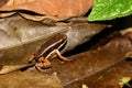 Camouflaged Dart Frog Royalty Free Stock Photo