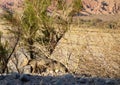 Camouflaged desert fox Royalty Free Stock Photo