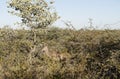 Female kudu hidden in dense bush under blue sky at Okonjima Nature Reserve, Namibia Royalty Free Stock Photo