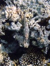 Camouflaged fish and coral