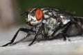 Camouflaged flesh fly