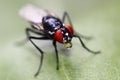 Camouflaged flesh fly with bubble Royalty Free Stock Photo