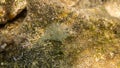 Camouflaged Flounder, Mediterranean Sea Royalty Free Stock Photo