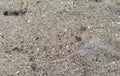 Camouflaged flounder in the sand