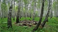 Abandoned log fortifications in a birch forest