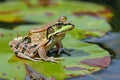 camouflaged frog on a green lily pad with eyes wide Royalty Free Stock Photo