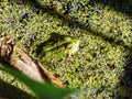 Camouflaged frog in a pond Royalty Free Stock Photo