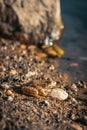 Camouflaged Frog on the River Side Royalty Free Stock Photo