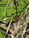 Camouflaged Frog on Rock Royalty Free Stock Photo