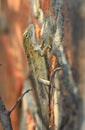 Camouflaged garden lizard Royalty Free Stock Photo