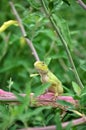 Camouflaged garden lizard