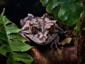 Camouflaged Gecko  Made With Generative AI illustration Royalty Free Stock Photo
